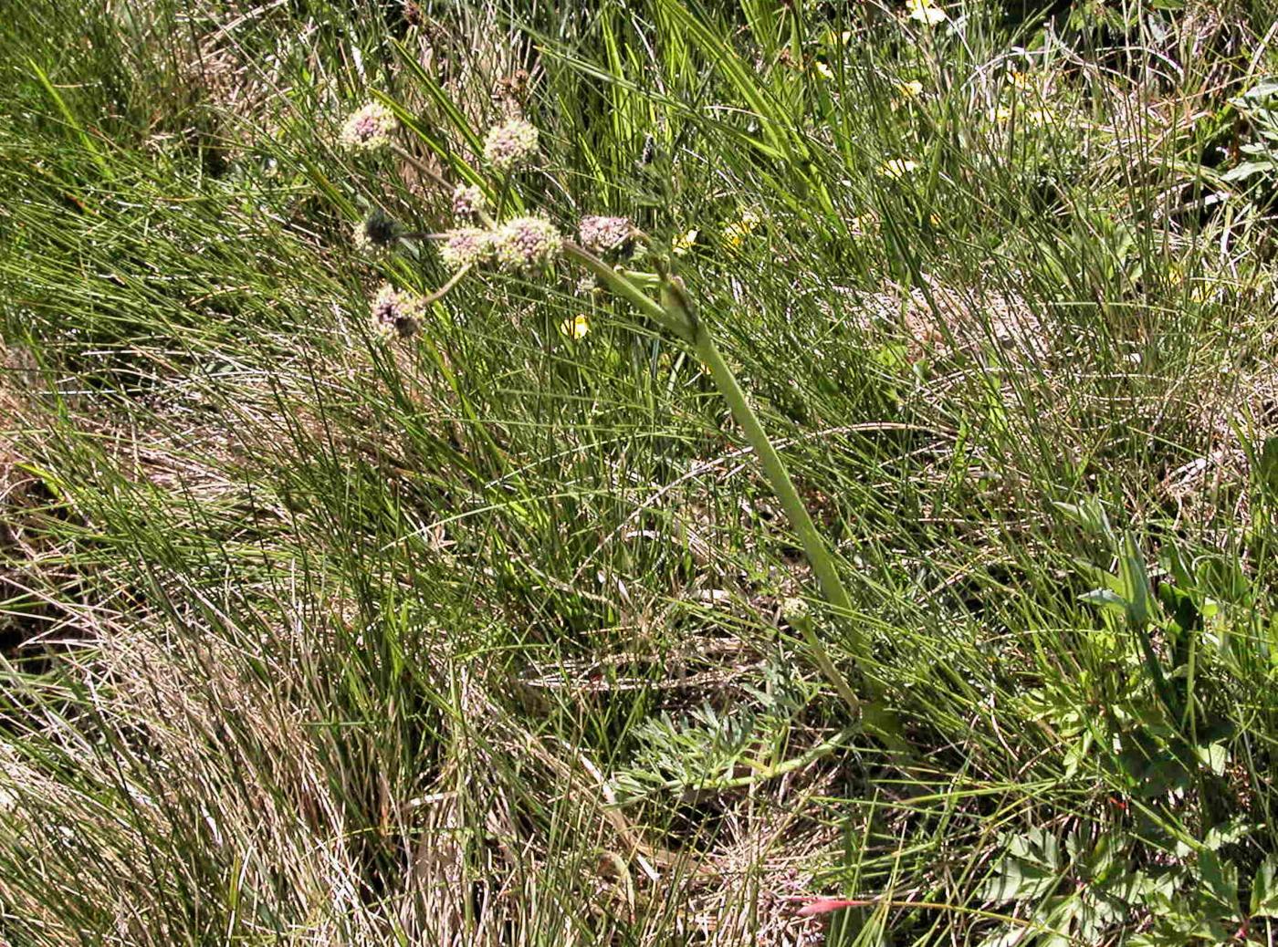 Angelica, Pyrrenean plant